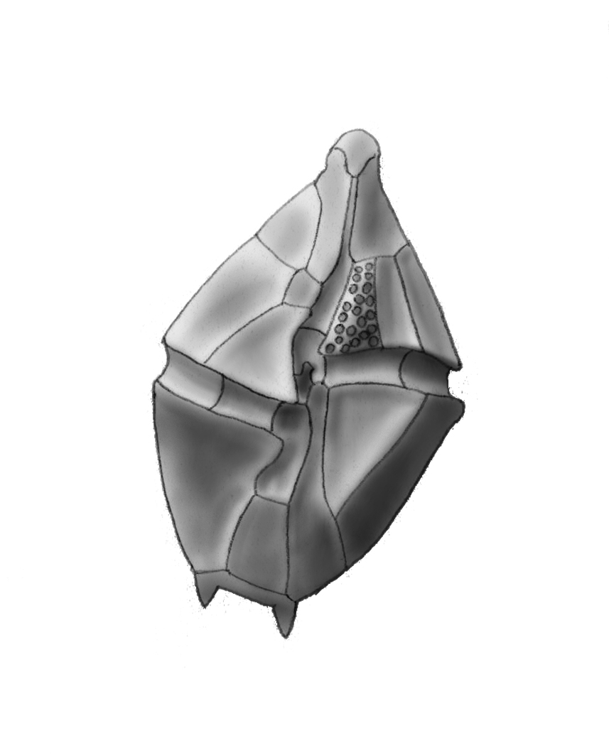 Dictyocha speculum